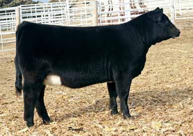 Breeder: Lazy H Bar Cattle Co. 44 44A M M 11. 61 99 15 46 9.1 30.7 -.16.35 -.017.75 119 69 Lazy H Bar Forever Lady 70A Black Dbl. Polled 1/2 SM 1/2 AN ASA#2775105 BD: 3-2-13 Tattoo: 70A Adj.