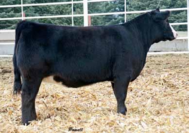 : 660 SVF Steel Force S701 CNS Dream On L16 SVF Sheza Beauty L901 Lazy H Bar Forever Lady 7190 BC 7022 Raven 7965 Lazy H Bar Forever Lady 5001 If you are looking for proven genetics from two breeds,