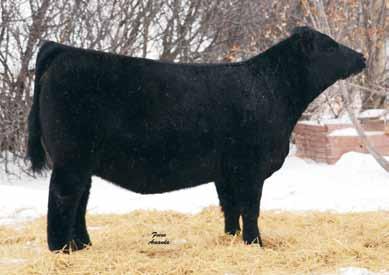 His offspring are big bodied, free moving, with ideal hair. A daughter, Wheatland Lady 374A was the 2013 Agribition Junior Champion Heifer Calf.