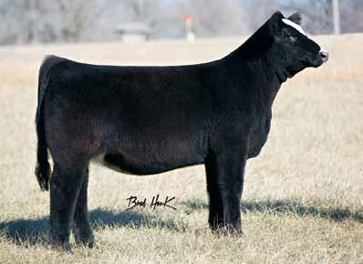 LLSF April is out of a first calf Duracell heifer that is out of a maternal sib to the $20,000 donor, LLSF Neon Rey, now owned by Hillbrand Simmental and Heads UP 20X ET the sire of LLSF Uprising.
