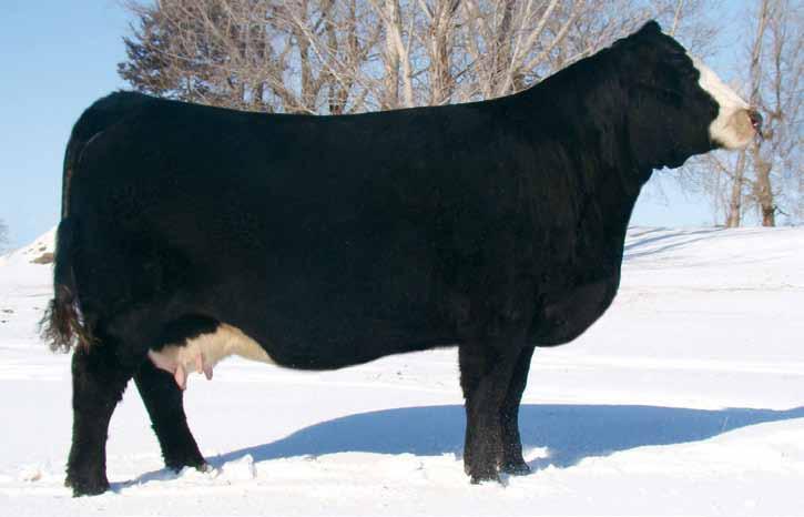 Selling half embryo interest in this proven powerful cow! 1 M M 14 -.3 55 7 15 22 49 25 9.7 15.7 -.2.36 -.060.