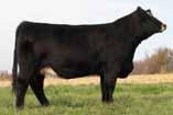 This powerful cow has been a consistent producer of high quality progeny, highlighted by her son TR PZC Hammer who recently topped the Hartman Customer