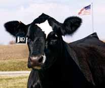 : 752 SVF/NJC Built Right N4 JF Miss Reba 050K CNS Dream On L16 NJC Ebony Antoinette HC Power Drive H JF Miss Reba 707G This is the cow that has done it all