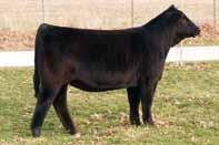 The seven progeny we have sold averaged $5,300 including the granddaughter who sold in the sale last year for $10,000.