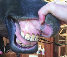 Does the horse have abnormal tooth wear? Missing teeth? If this is a mare: Is she pregnant?