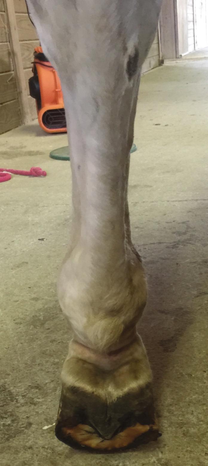 The modifications to the shoe on the left hind need to be consistent with the differences in conformation.
