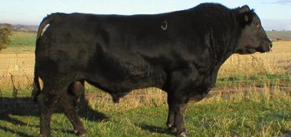 Elysium THE PERFORMANCE KING! Rawburn Elysium F547 is a unique combination of growth, carcass and style. Elysium was the first choice and high seller in the 2006 Rawburn bull calf crop.