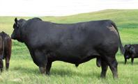His sons have been no less impressive with Rawburn Emblem selling to Ballathie Estates for 30,000.