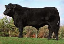 Legolas At 24,000gns, the top price in the UK in 2009, Lockerley Legolas, combines muscle, power and structural correctness in an awesome package.