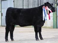 Legolas offers an excellent outcross pedigree to many of the high performance bulls in the UK today.