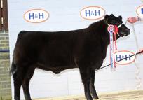 Elmer We do not know of a bull in the breed today that can breed more muscle with such fantastic calving and performance figures as Elmer.