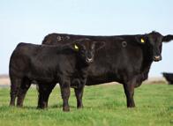 His first crop of calves were born easily, predominantly out of 24-month-old heifers and have grown on to demonstrate the same muscle expression and style as himself.