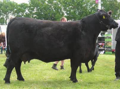 RAWBURN FIREBRAND Although we have bred many good sons of Rawburn Elysium, until now, we have not bred a son that we felt could surpass the great bull.