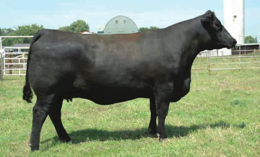 Angus cows rarely come as powerful, yet maintain such femininity and class.