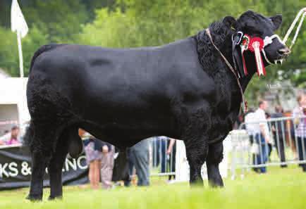 At 11½ months old Black Hawk sold for 40,000 to the Linton Gilbertines herd.