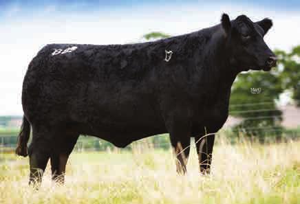 His sire, 24,000gns Lockerley Legolas, was the top priced bull sold in the UK in 2009. Rawburn Black Hawk s offspring have had great success at bull sales and shows around the UK.