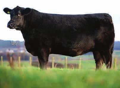 DOUBLE OSEVEN 007 is bred to be the very best. His Dam has, in three separate years, bred the heaviest male or female in the herd at 400- days. No other cow has done this more than once.