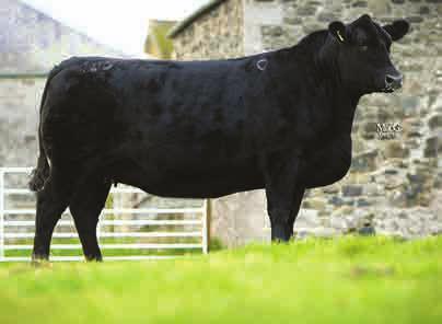 His daughters are the nucleus of the herd and through their exceptional production records are the stars of the Rawburn programme.