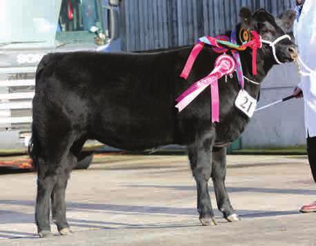 FIELD MARSHALL With the exceptional structural correctness and growth of his sire Ankonian Elixir 100 and the explosive muscle from his Netherton bred female line.