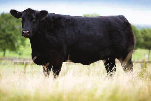 BLACK HAWK BEAUTIES 2016 UK High Selling Heifer 15,000gns Rawburn