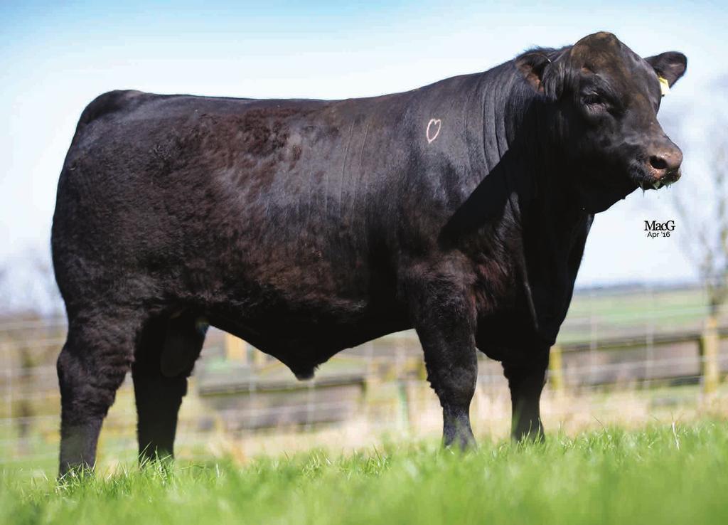 Owned - David Andrews, Warson Herd ROYALTY SIRE 5 16284