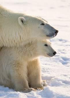 Even though you ll be in polar bear country, a myriad of Arctic animals such as caribou, and Arctic fox are on full display against a backdrop of stunning sea and landscapes.