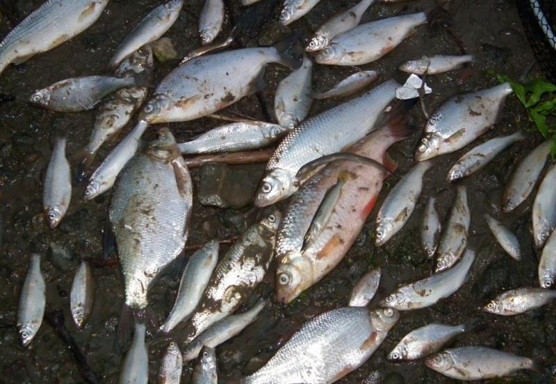 Threats to fish populations