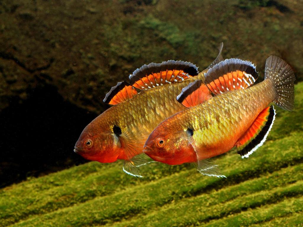The Australian Freshwater Fishes