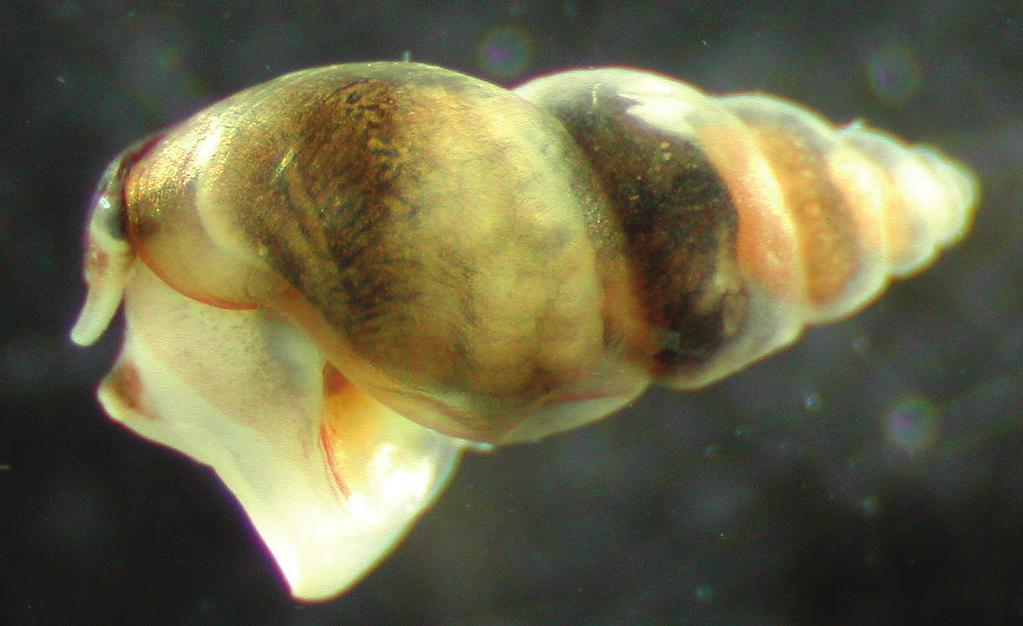 New Zealand mudsnails reproduce through parthenogenesis and bear live young. Above: Note the embryo in the bottom whorl of the shell. Right: Embryos released after a snail dissection.