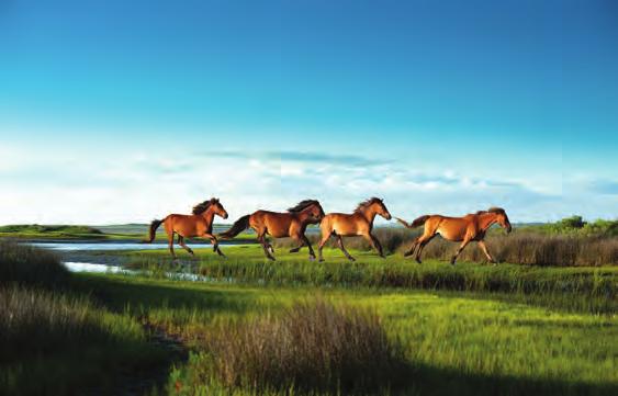 Plus, nearby is Shackleford Banks, part of the protected seashore and home to wild ponies.