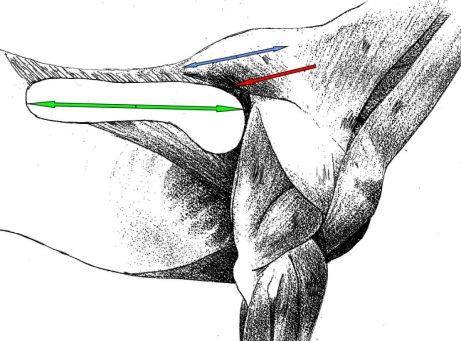 saddle and rider on the sensitive thoracic trapezes.