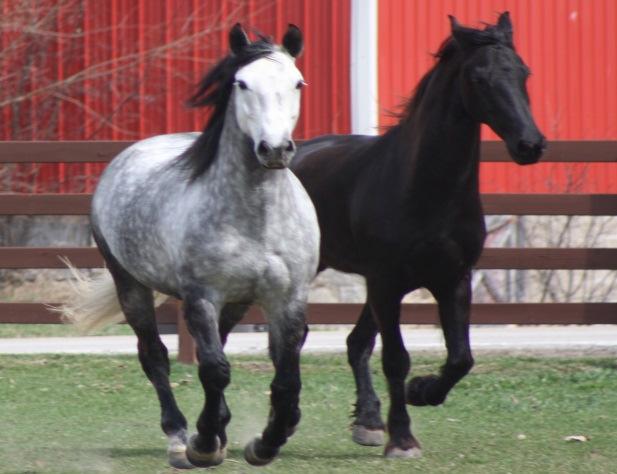 MODIFICATIONS FOR THE WIDE-WITHERED HORSE With the popularity of the Baroque and Frisian horses, saddles for these breeds have become a huge problem.