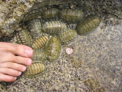 chitons marine bottom surface covered by foot upper