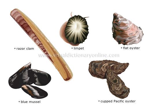 Shells Found in snails, bivalve mollusks, chitons, and