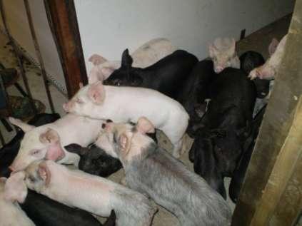Pigs Weaned per Sow & PSY May 09-April 10 Stalls: 9.7/24.