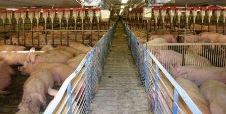 As an industry, we can manage sows in pen gestation as successfully as we ve