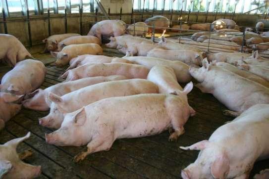 Sow Capacity 67 sows at 15 ft 2 (1 pen 55 sows at 15 ft 2 )