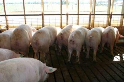 Caring for Individuals Lame sows in pens need immediate