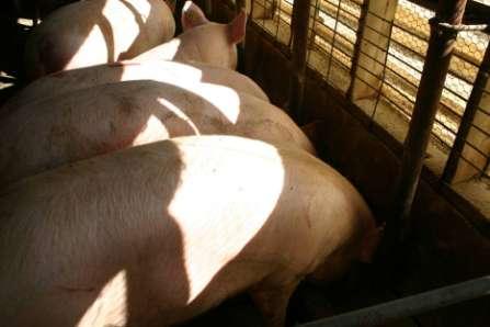 Feeding and Body Condition Fed as a group Thin sows Minimize Group together