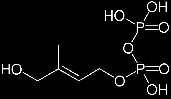 Beta-hydroxy beta-methylbutyrate is a by-product of the essential amino acid leucine, proposed to influence muscle protein metabolism and cell membrane integrity.