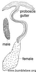 Echiuran Reproduction Dioecious Some reproductive at 7mm others at 2m (Japanese) Most extreme sexual dimorphism Males often live on or in female = parasitic Males
