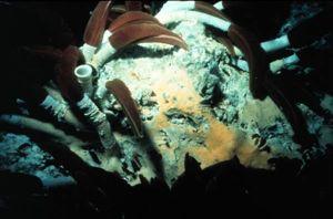 tubes buried in substrate, at depths from 200-10,000m Most with a long thin body, no
