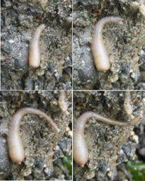 Sipunculids = little tube Peanut worm Sausage shaped Retractible introvert Range between 1-50cm Benthic