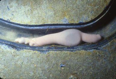 Echiurans = sausage or spoon worms All marine Live in U-shaped tubes Bilateral symmetry Molecular phylogeny places them with annelids Lack