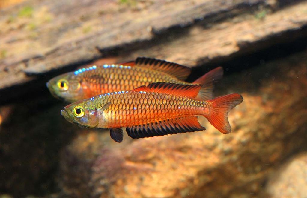 Rhadinocentrus ornatus (Ornate Rainbowfish) Ornate Rainbowfish, also known as Soft Spined Sunfish or Rhads, occur in coastal streams.