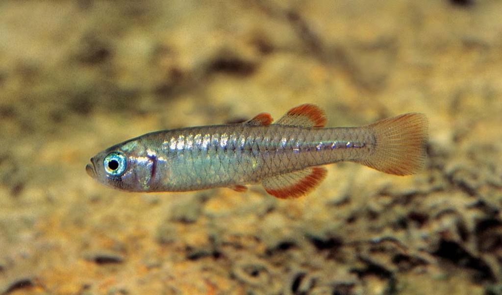 Scaturiginichthys vermeilipinnis (Red finned Blue eye) The Red finned Blue eye is Australia s smallest and most endangered fish.