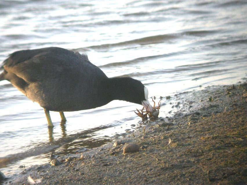 Coot eating a signal