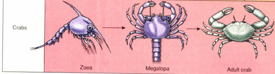 Crab development involves the production of of thousands of of free-living 