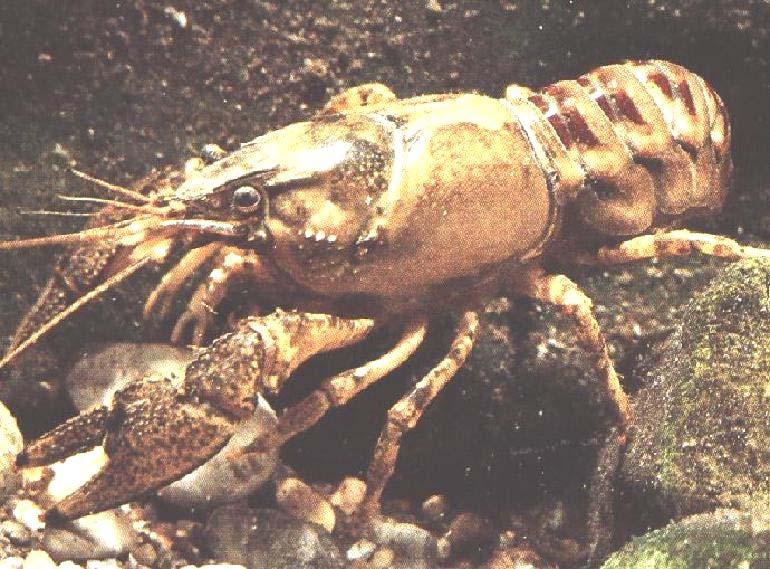 Spiny-cheek crayfish 1890 USA-Germany.