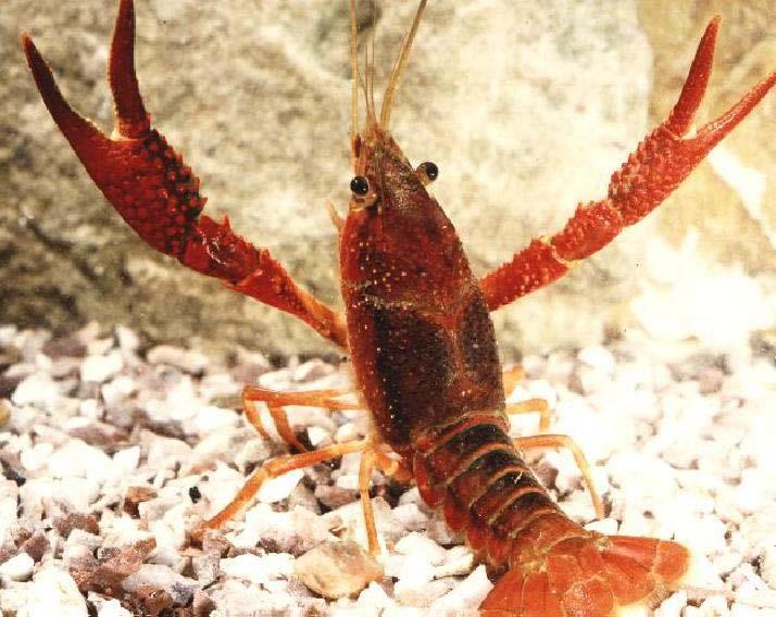 Red swamp crayfish, Procambarus clarkii 1970s- Spain.